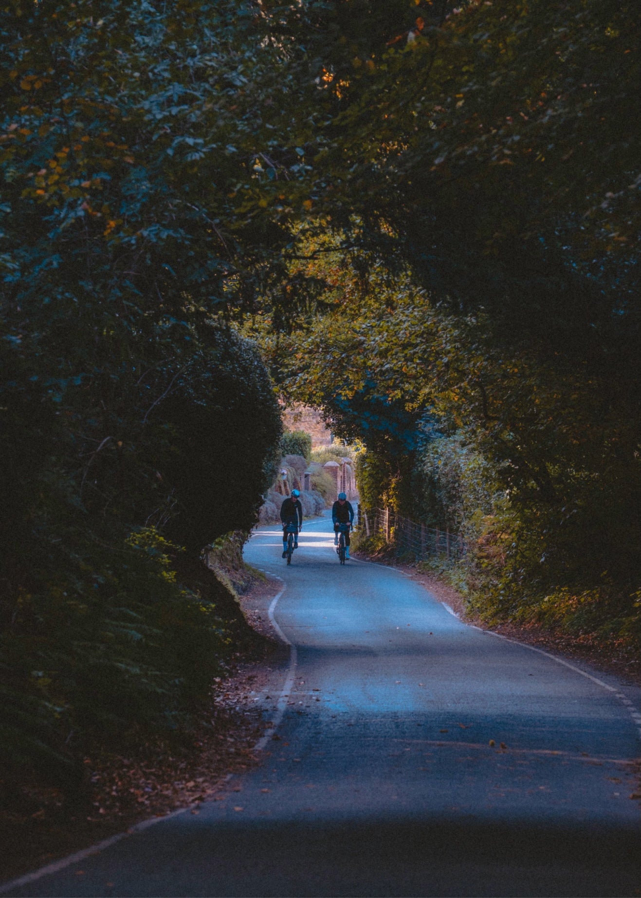 Two people riding bicycles down a tree-lined path at dusk.